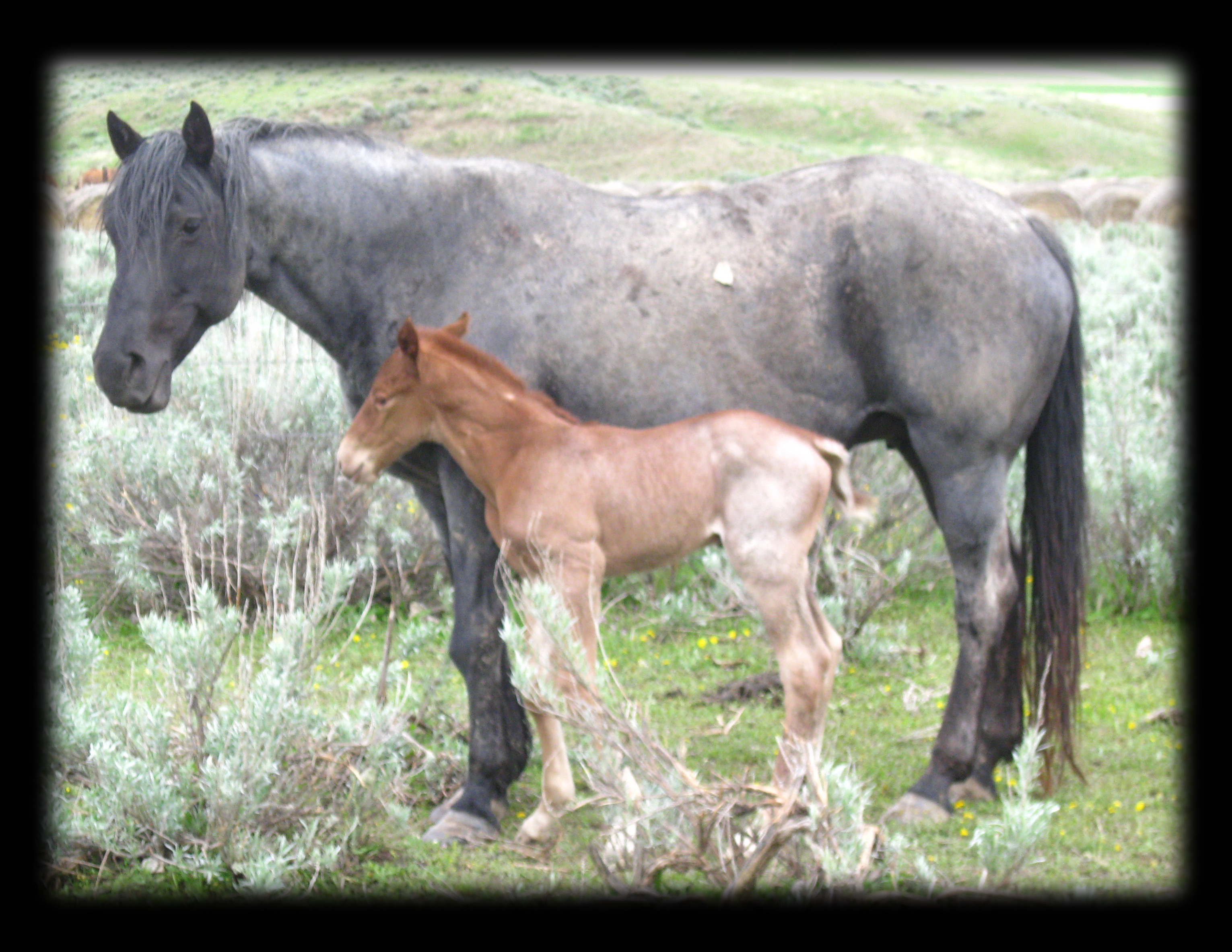 Red Roan Stallion, Joe Hancock ,Blue Valentine and Happy Hancock